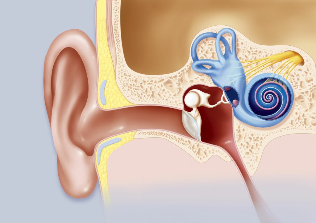 artificial ear canal